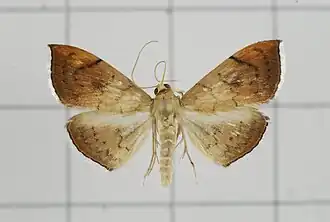 Hyalobathra coenostolalis