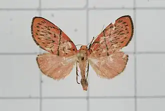 Miltochrista dentata