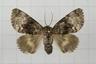 Trisuloides taiwana