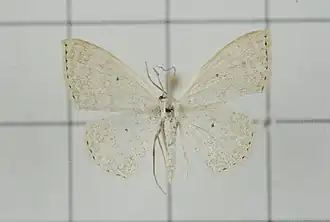 Scopula attentata