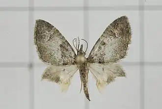 Chloroclystis trichophora