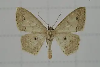 Scopula proximaria