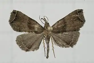 Hipoepa biasalis