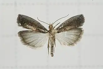 Pempelia maculata