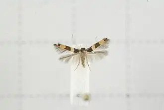 Stathmopoda callopis