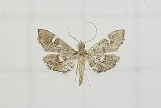 Diathrausta brevifascialis