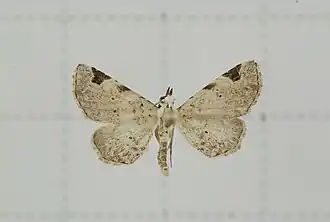 Prolophota trigonifera