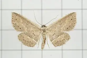 Arasada pyraliformis