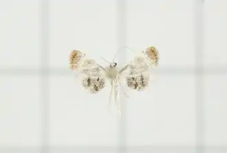 Trichophysetis rufoterminalis