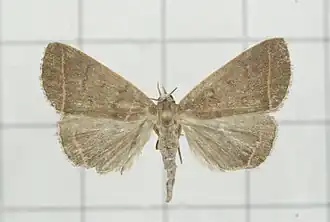 Simplicia cornicalis