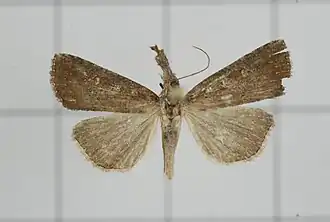 Hypena indistincta