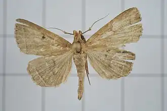 Simplicia discosticta