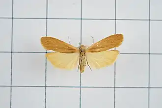 Tigrioides dimidiata