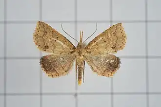 Metaphoenia incongrualis