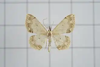 Scopula propinquaria