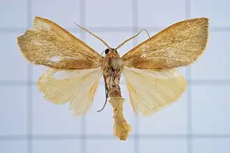 Nishada formosibia