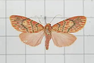 Miltochrista sauteri