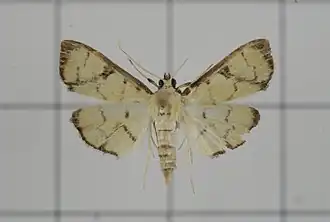 Goniorhynchus butyrosa