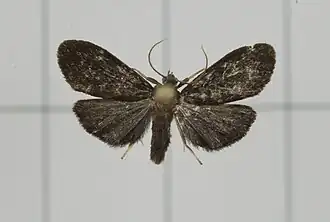 Parasiccia fuscipennis