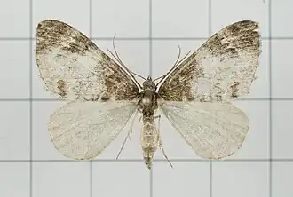 Dysstroma sikkimensis