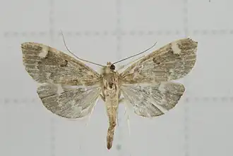 Herpetogramma magna