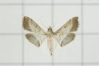 Cnaphalocrocis euryterminalis