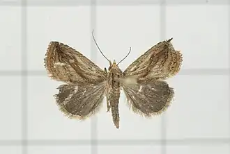 Rivula striatura