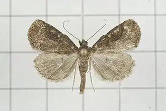 Hydrillodes abavalis