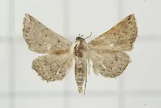 Eublemma terminimaculata