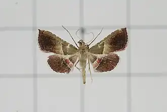 Endotricha ruminalis