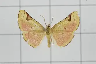 Camptochilus bisulcus