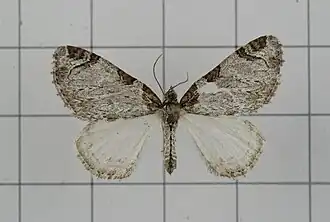 Anticlea canaliculata