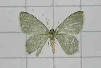 Hemithea pallidimunda