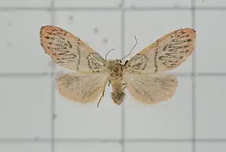 Miltochrista koshunica