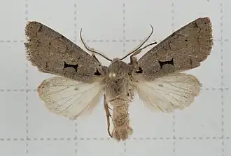 Orthosia carnipennis