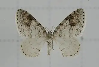 Hydrelia bicauliata