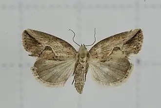 Strotihypera macroplaga