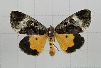 Sarbanissa interposita