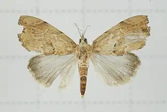 Crocidolomia subhirsutalis