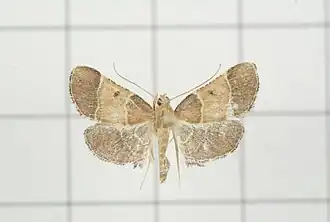 Fujimacia bicoloralis