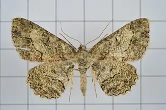 Paradarisa chloauges