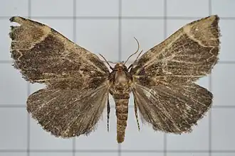 Omphalomia hirta