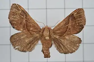Setora postornata