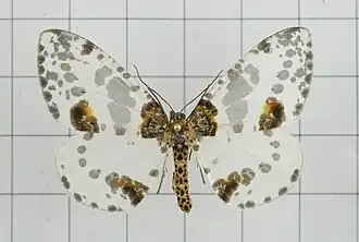 Abraxas cupreilluminata