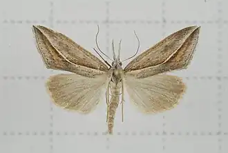 Rhynchina cramboides