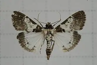 Termioptycha margarita