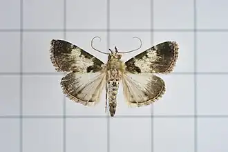 Termioptycha eucarta