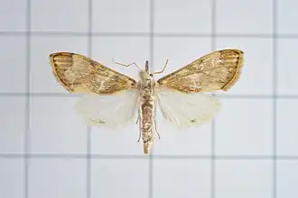 Cirrhochrista fuscusa