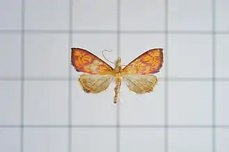 Carminibotys carminalis