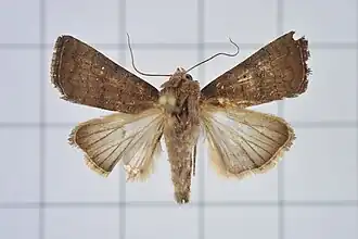 Athetis stellata